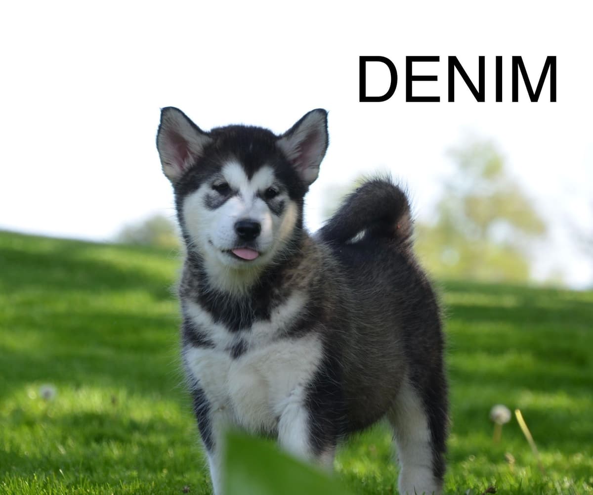 Alaskan Malamute Puppies breeder image 7