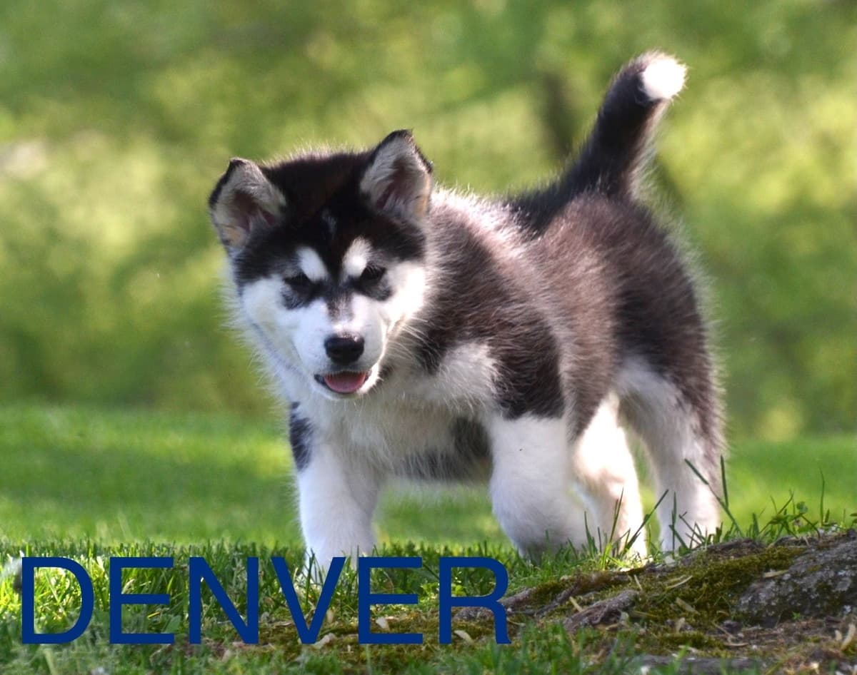 Alaskan Malamute Puppies breeder image 8