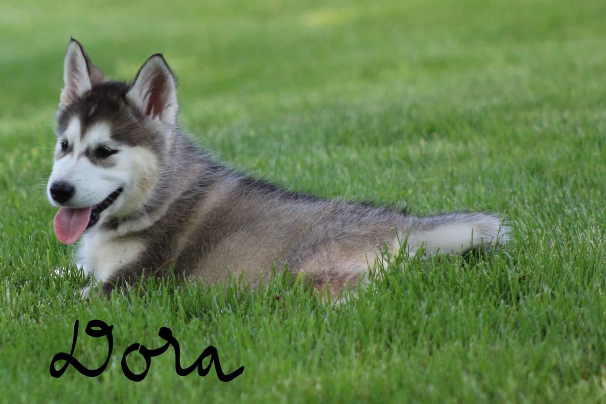 Alaskan Malamute Puppies breeder image 9