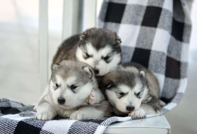 Alaskan Malamute Puppies media 3