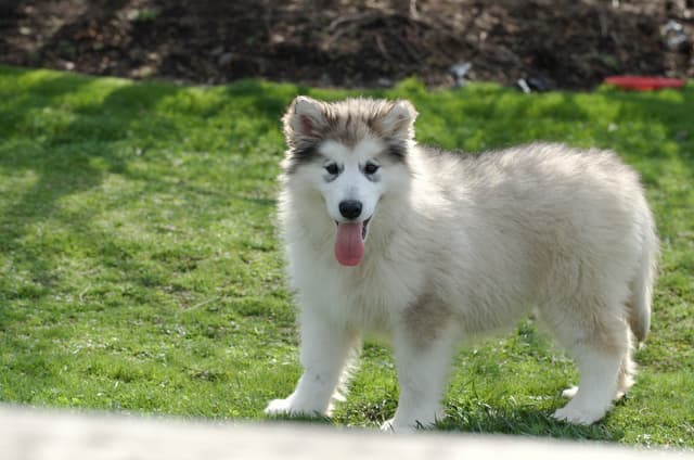 Alaskan Malamute Puppies media 2