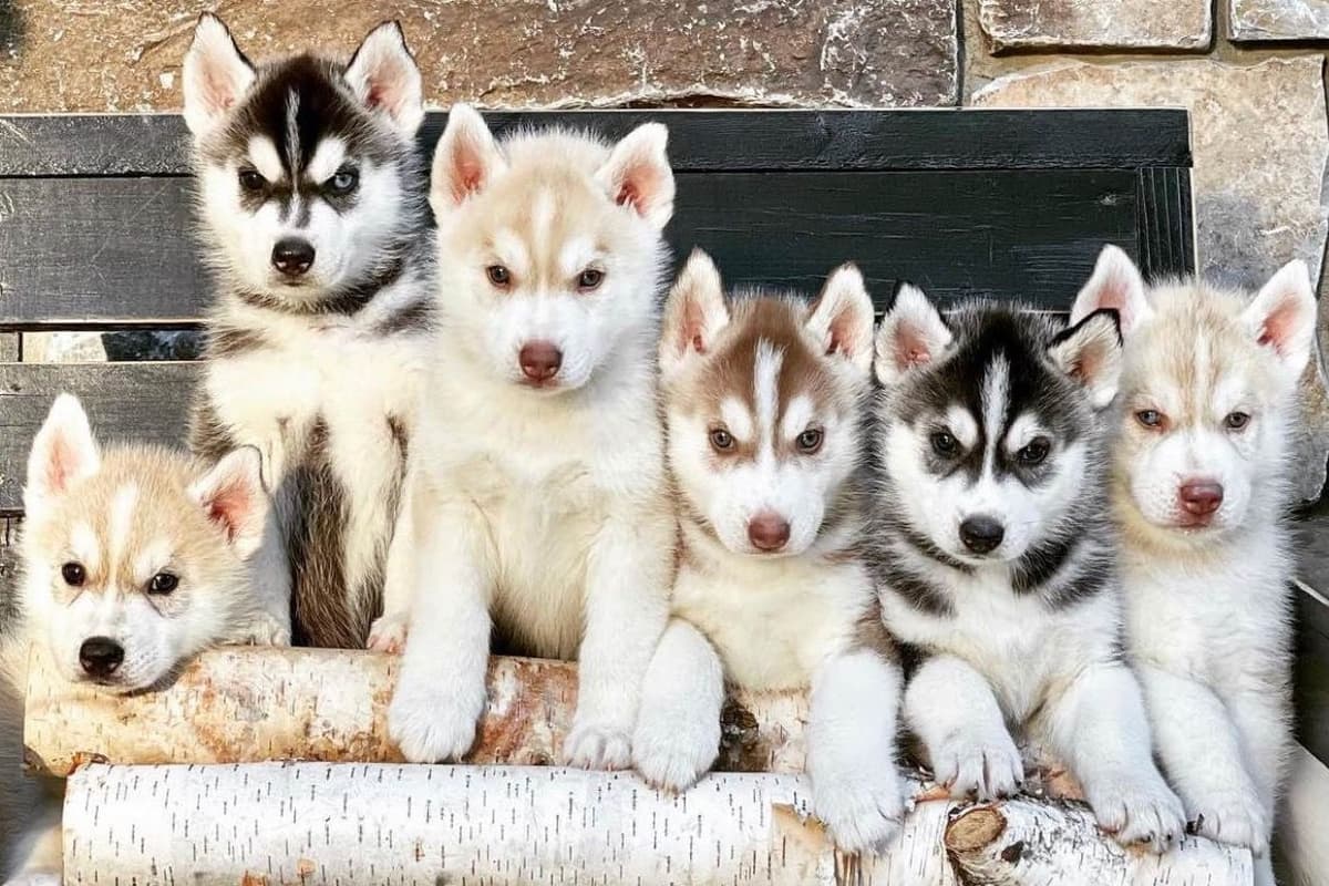 ANTLER CREEK SIBERIANS breeder image 1