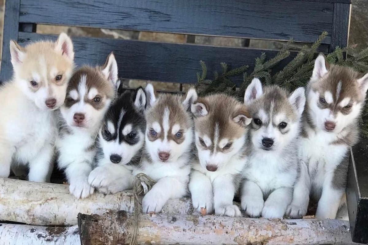 ANTLER CREEK SIBERIANS breeder image 2