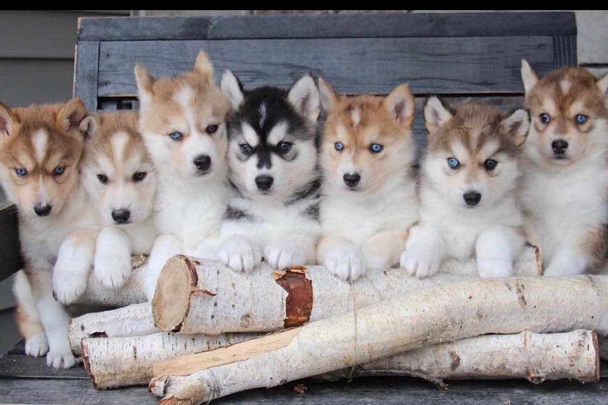 ANTLER CREEK SIBERIANS breeder image 3