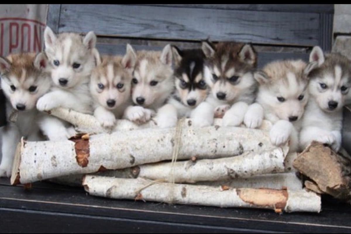 ANTLER CREEK SIBERIANS breeder image 4