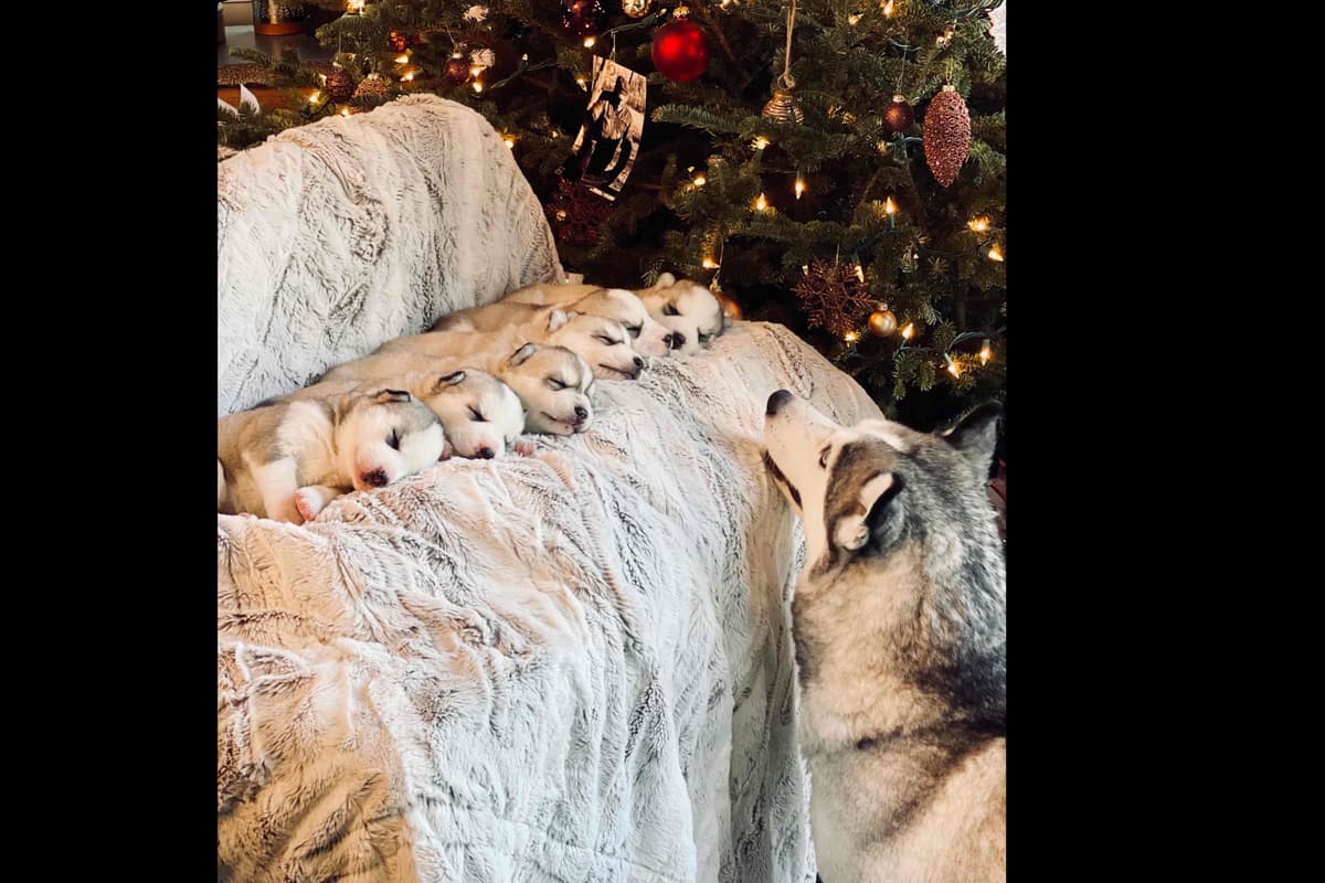 ANTLER CREEK SIBERIANS breeder image 6