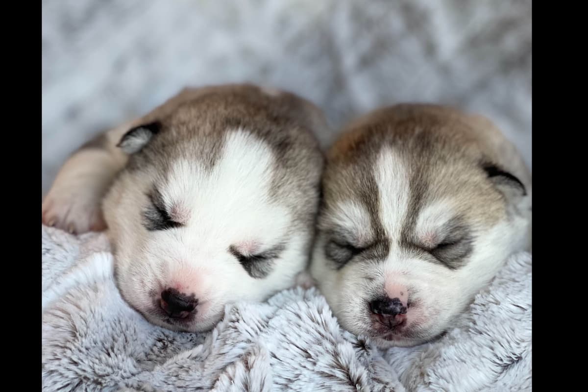 ANTLER CREEK SIBERIANS breeder image 8