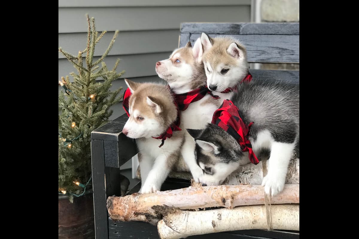 ANTLER CREEK SIBERIANS breeder image 5