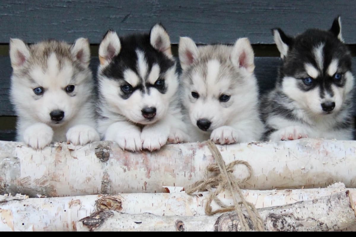 ANTLER CREEK SIBERIANS breeder image 12