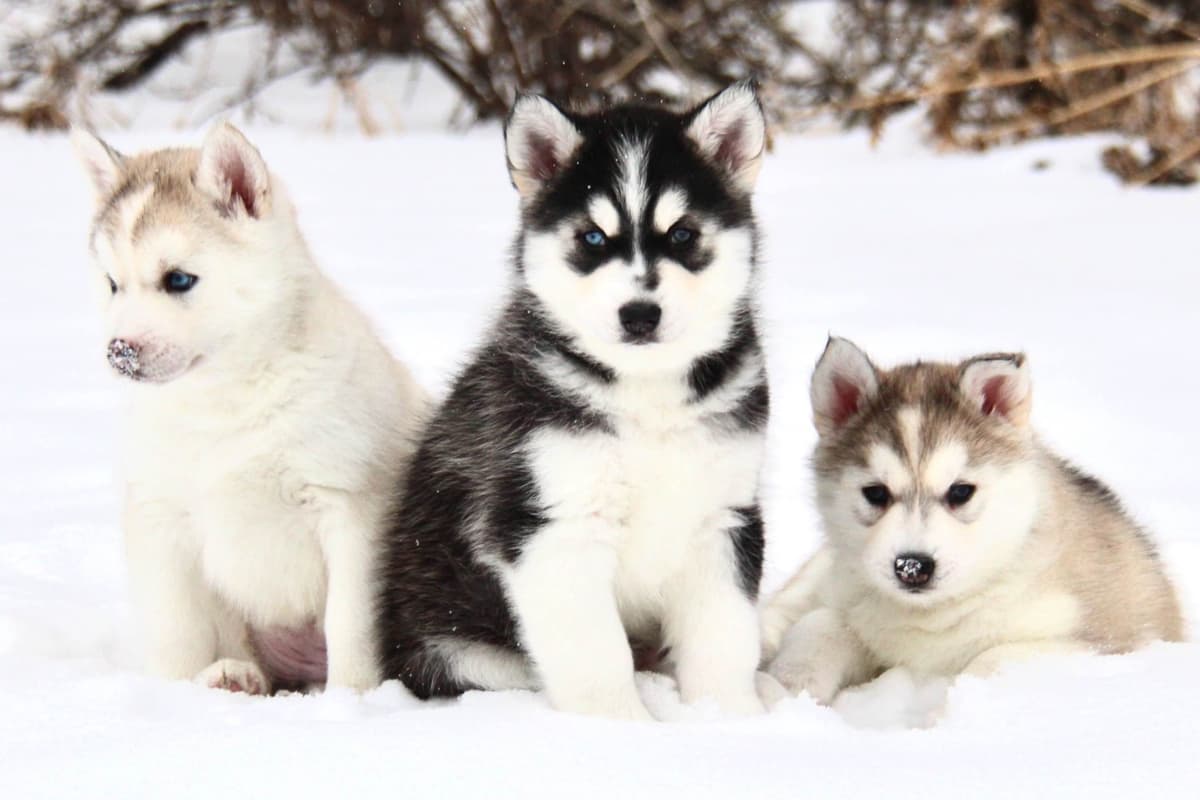 ANTLER CREEK SIBERIANS breeder image 9