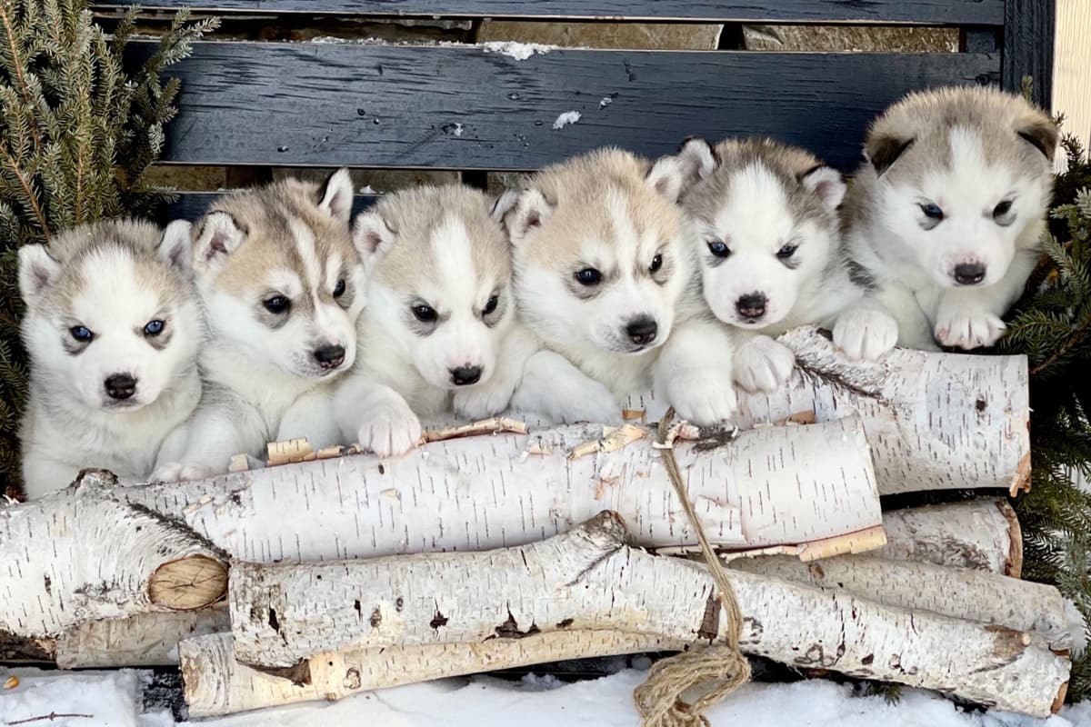 ANTLER CREEK SIBERIANS breeder image 11