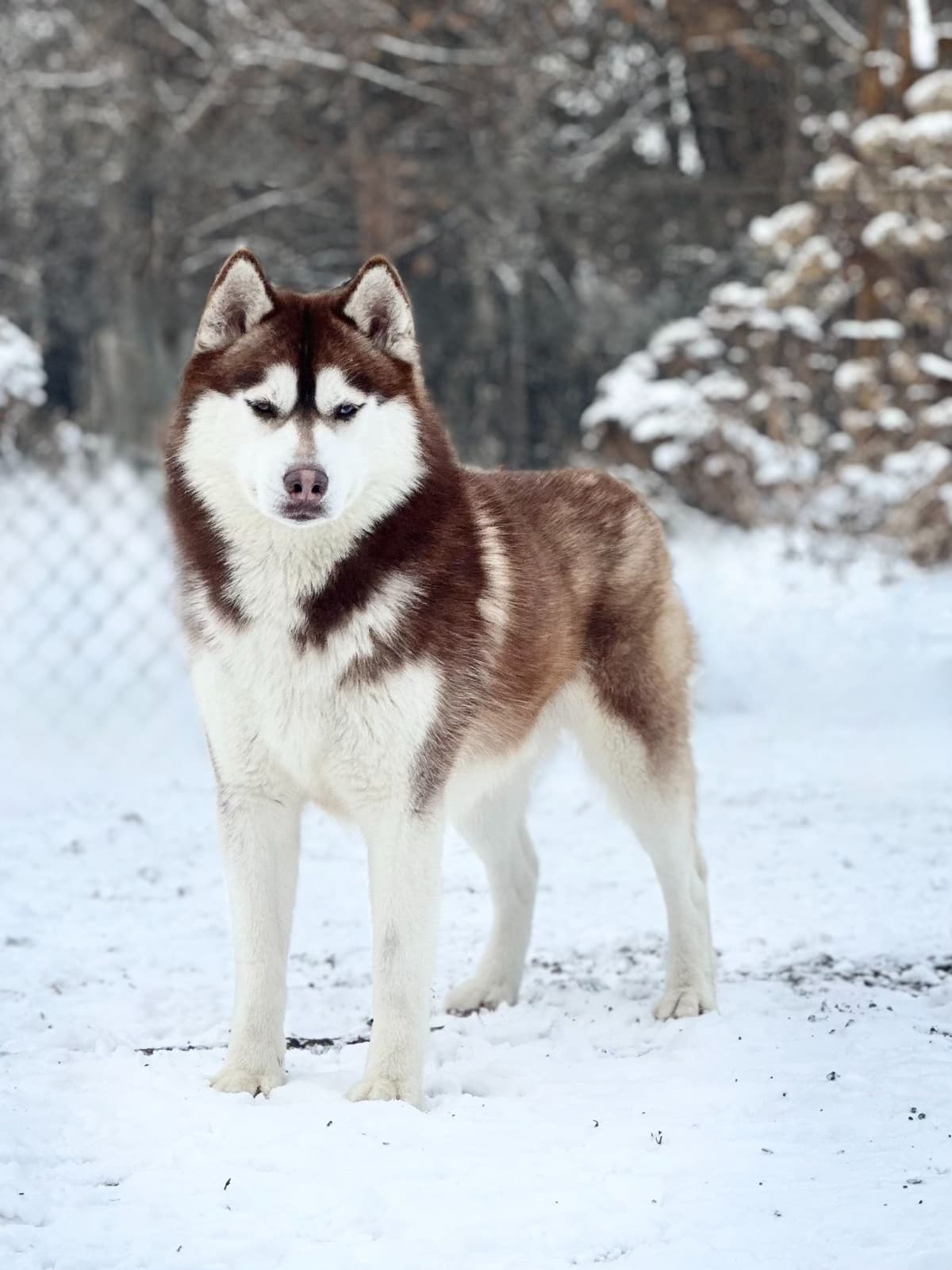 ANTLER CREEK SIBERIANS breeder image 14