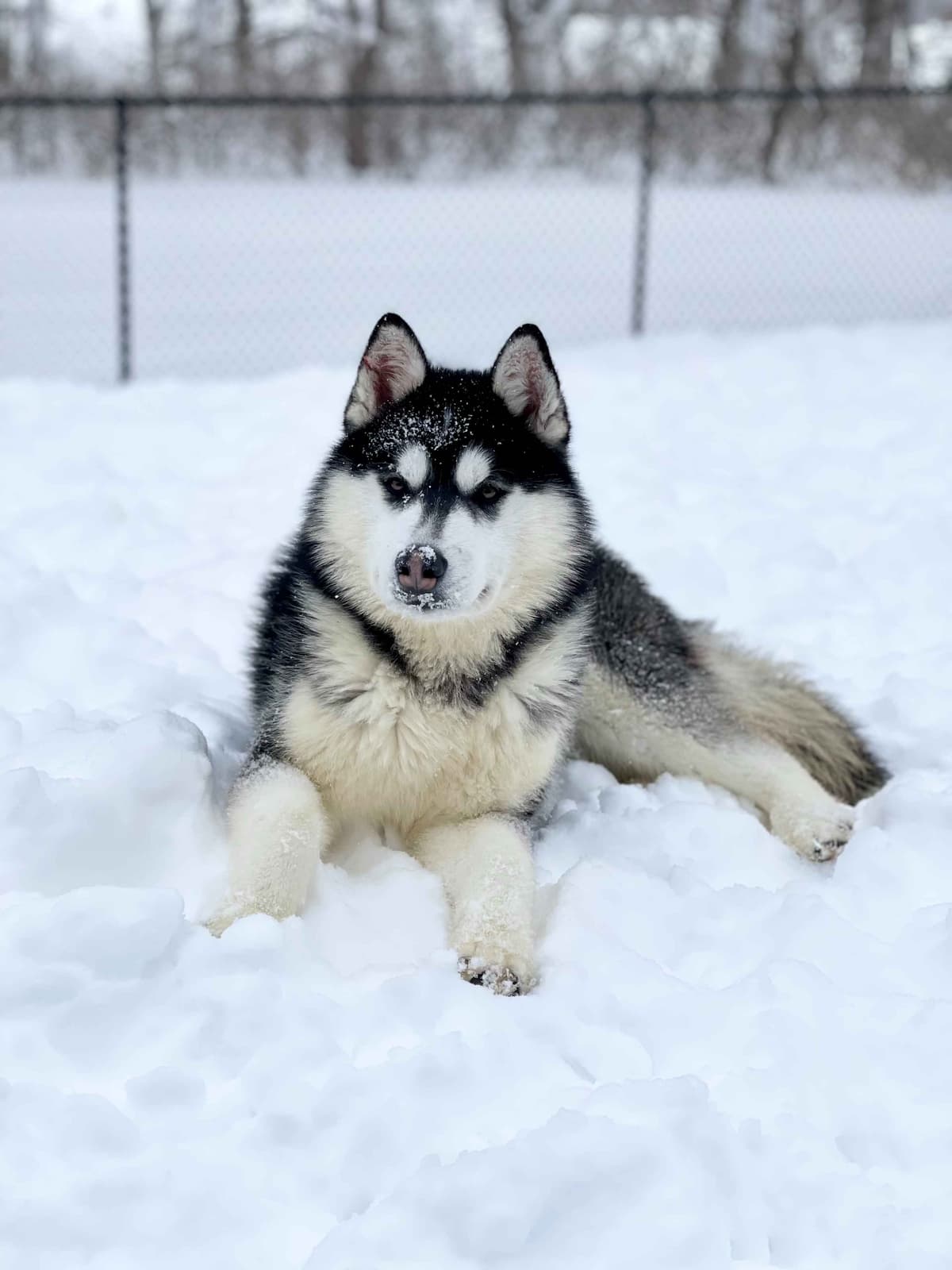 ANTLER CREEK SIBERIANS breeder image 15