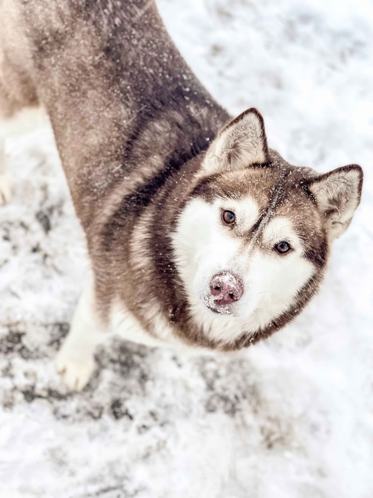 ANTLER CREEK SIBERIANS breeder image 16
