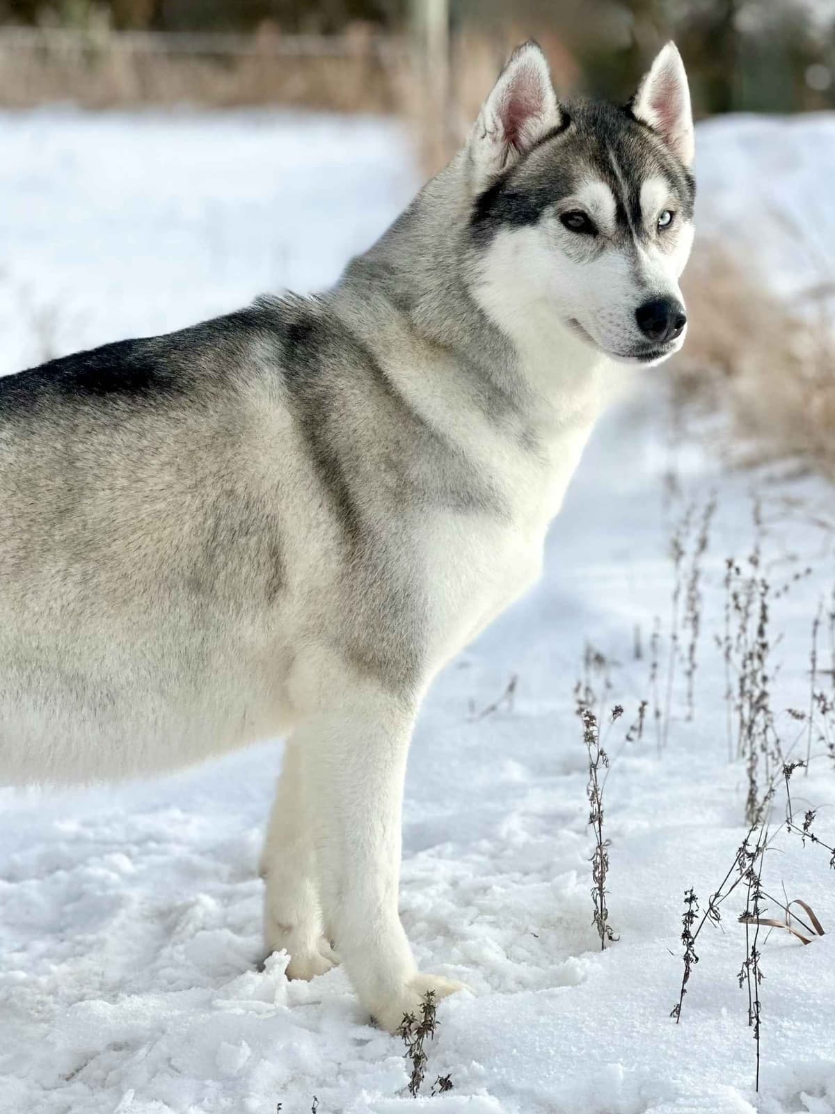 ANTLER CREEK SIBERIANS breeder image 17