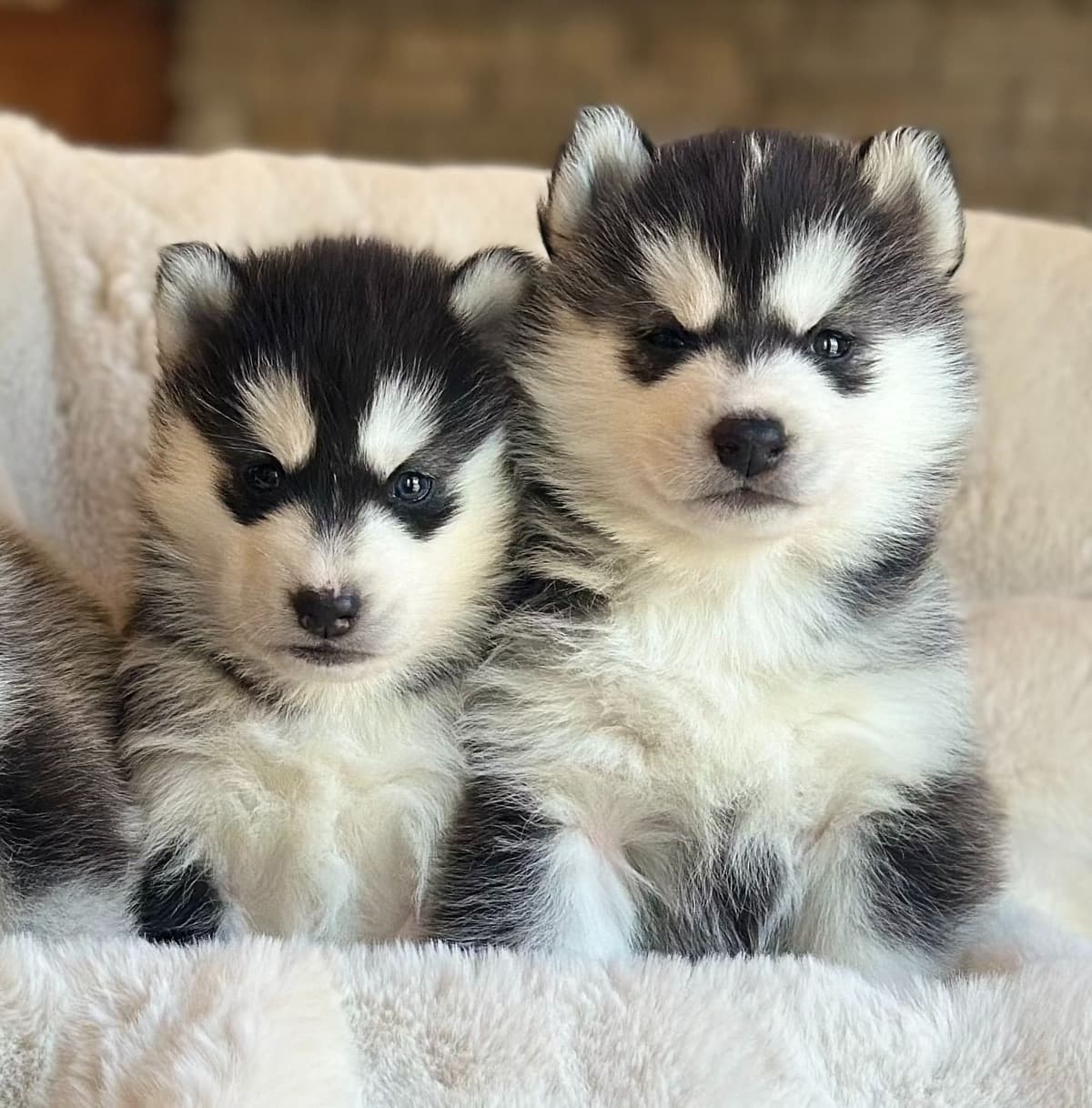 ANTLER CREEK SIBERIANS breeder image 18