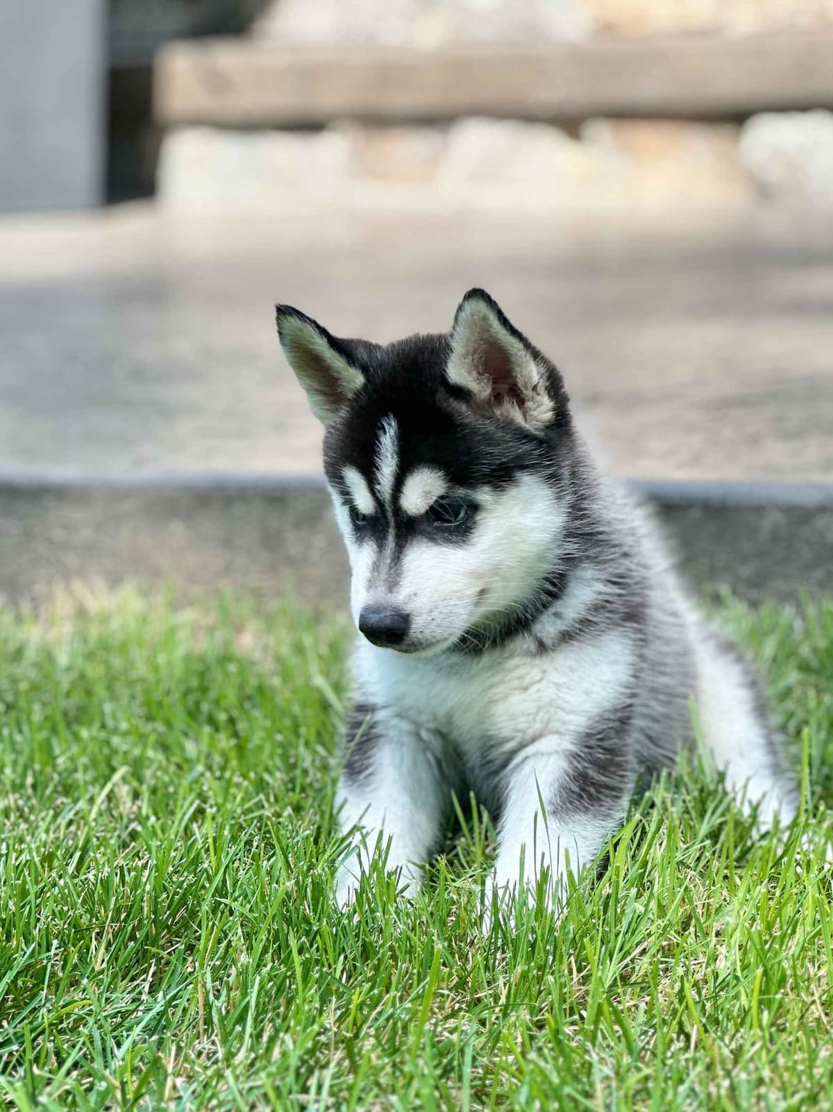 ANTLER CREEK SIBERIANS breeder image 19