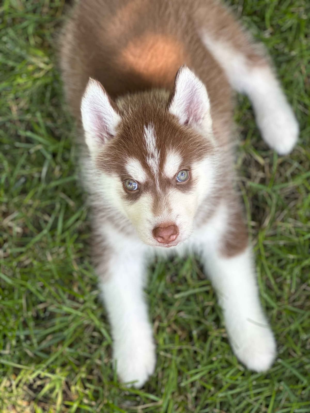 ANTLER CREEK SIBERIANS breeder image 20
