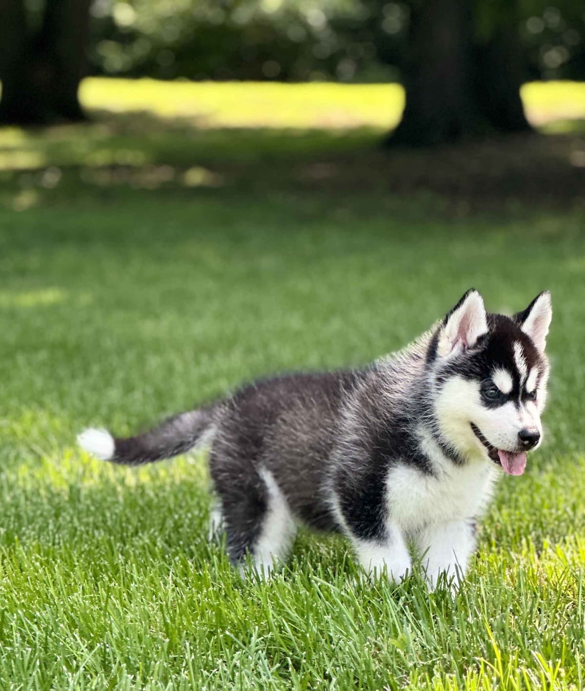 ANTLER CREEK SIBERIANS breeder image 21