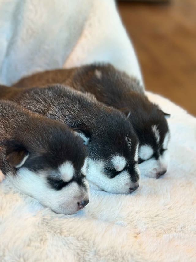ANTLER CREEK SIBERIANS media 9