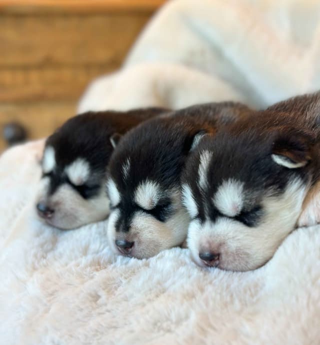 ANTLER CREEK SIBERIANS media 13