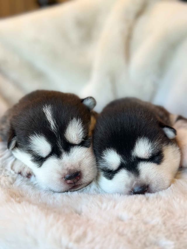 ANTLER CREEK SIBERIANS media 11