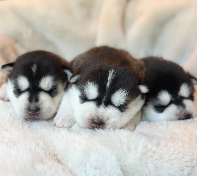 ANTLER CREEK SIBERIANS media 12