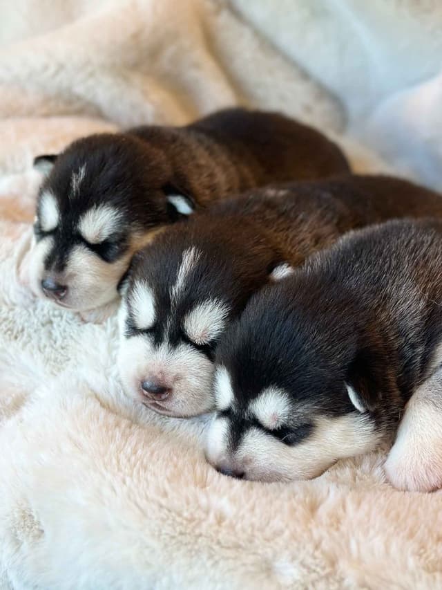 ANTLER CREEK SIBERIANS media 10