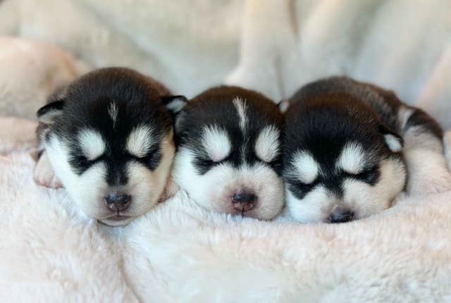 ANTLER CREEK SIBERIANS media 14