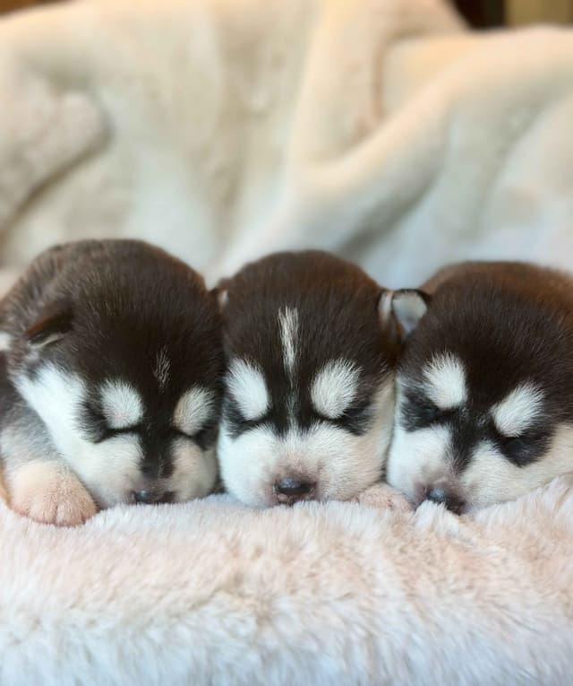 ANTLER CREEK SIBERIANS media 8