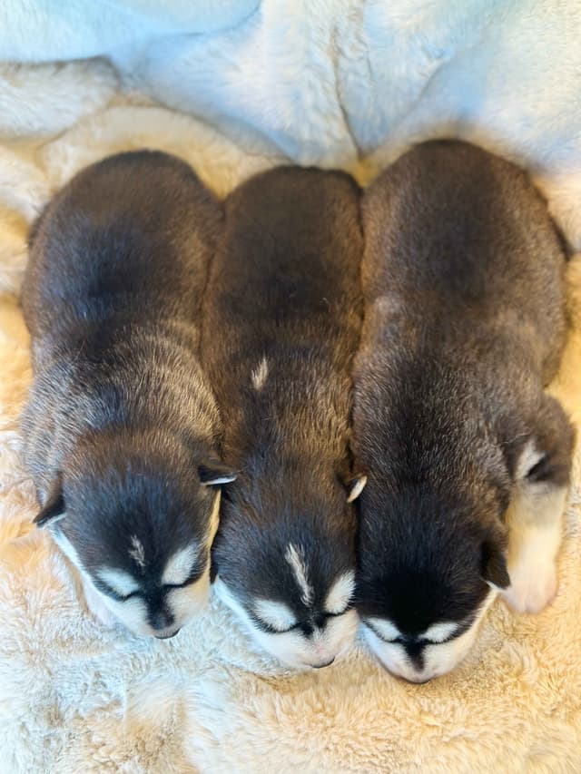 ANTLER CREEK SIBERIANS media 15