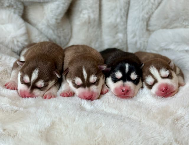 ANTLER CREEK SIBERIANS media 9