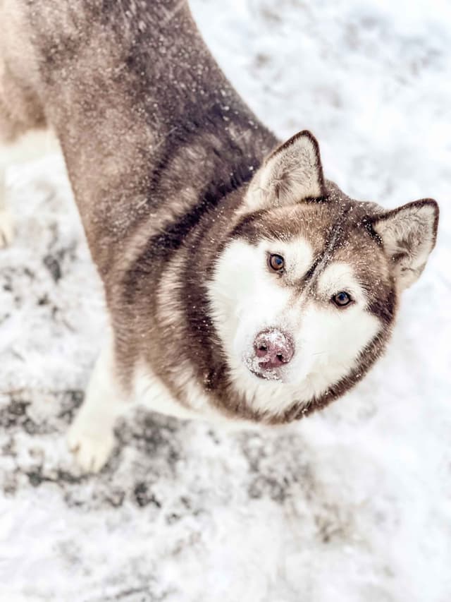 ANTLER CREEK SIBERIANS media 10