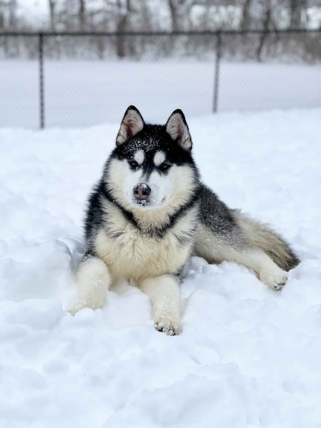 ANTLER CREEK SIBERIANS media 11