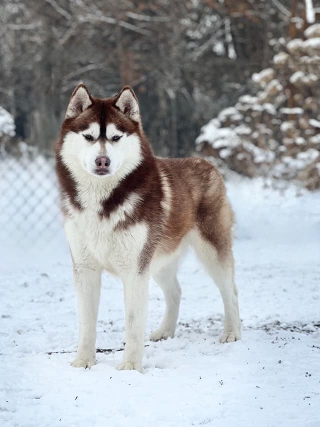 ANTLER CREEK SIBERIANS media 20