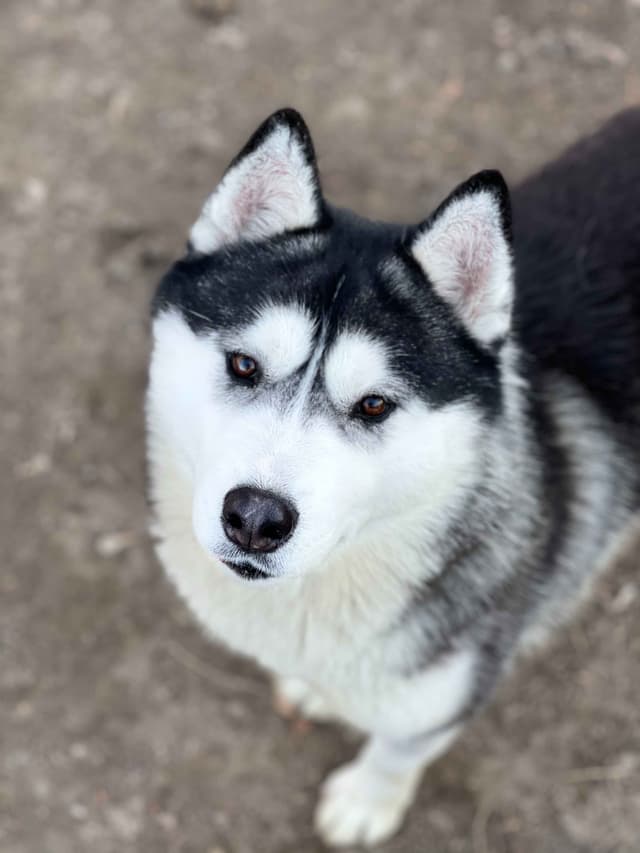 ANTLER CREEK SIBERIANS media 19