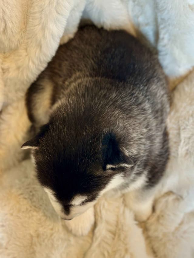 ANTLER CREEK SIBERIANS media 3