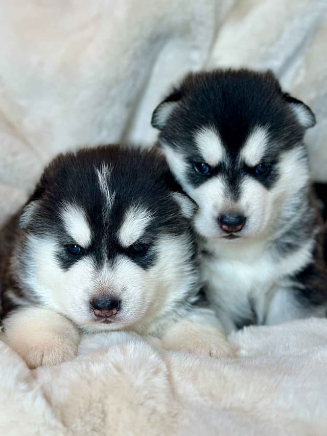 ANTLER CREEK SIBERIANS media 4
