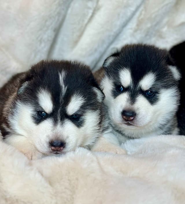 ANTLER CREEK SIBERIANS media 6