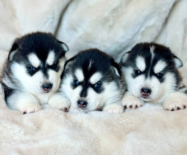 ANTLER CREEK SIBERIANS media 7