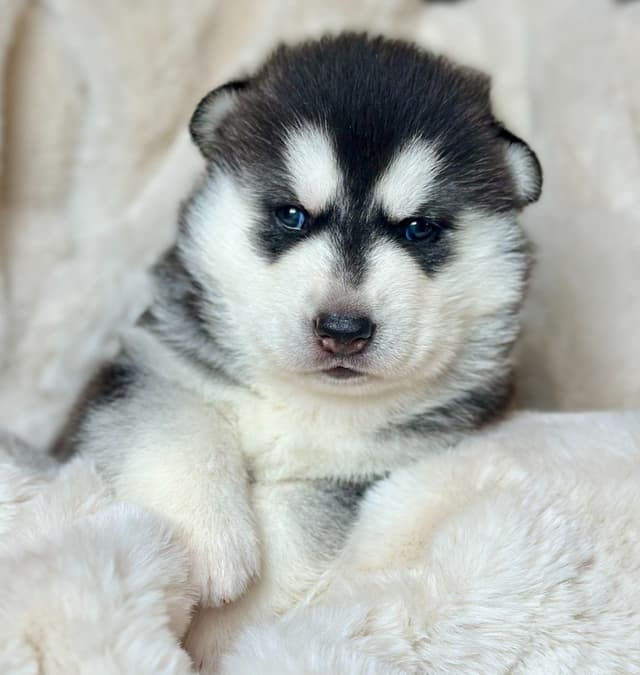 ANTLER CREEK SIBERIANS media 2
