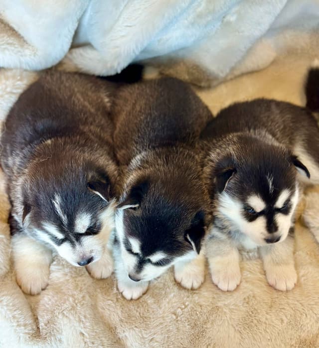 ANTLER CREEK SIBERIANS media 5