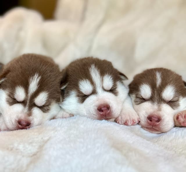 ANTLER CREEK SIBERIANS media 7