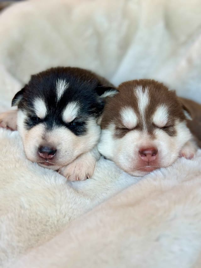 ANTLER CREEK SIBERIANS media 5