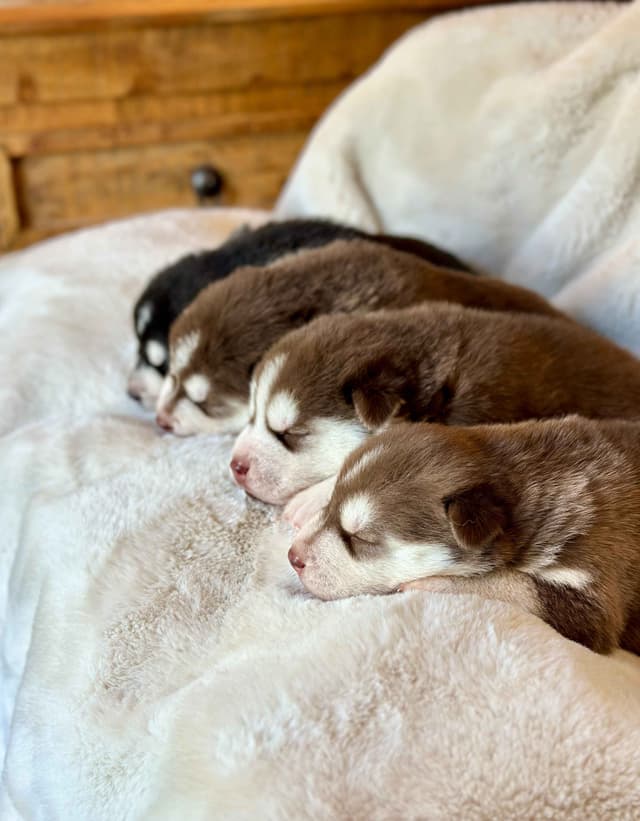ANTLER CREEK SIBERIANS media 8