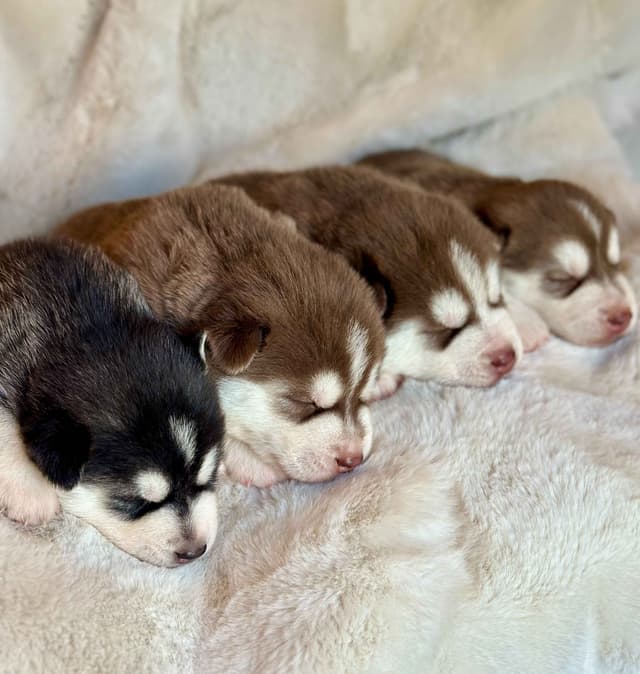 ANTLER CREEK SIBERIANS media 4