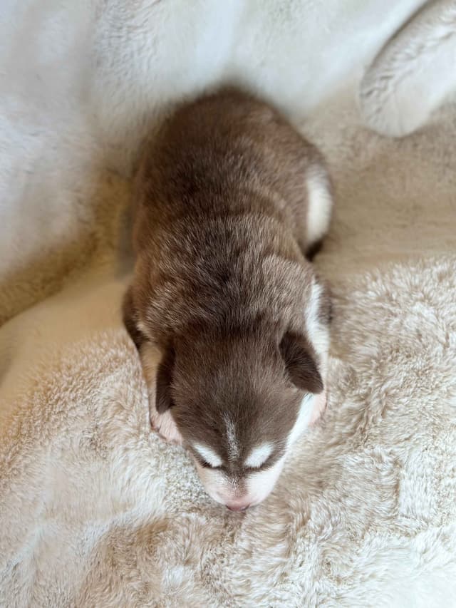 ANTLER CREEK SIBERIANS media 3
