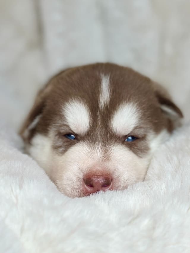 ANTLER CREEK SIBERIANS media 2
