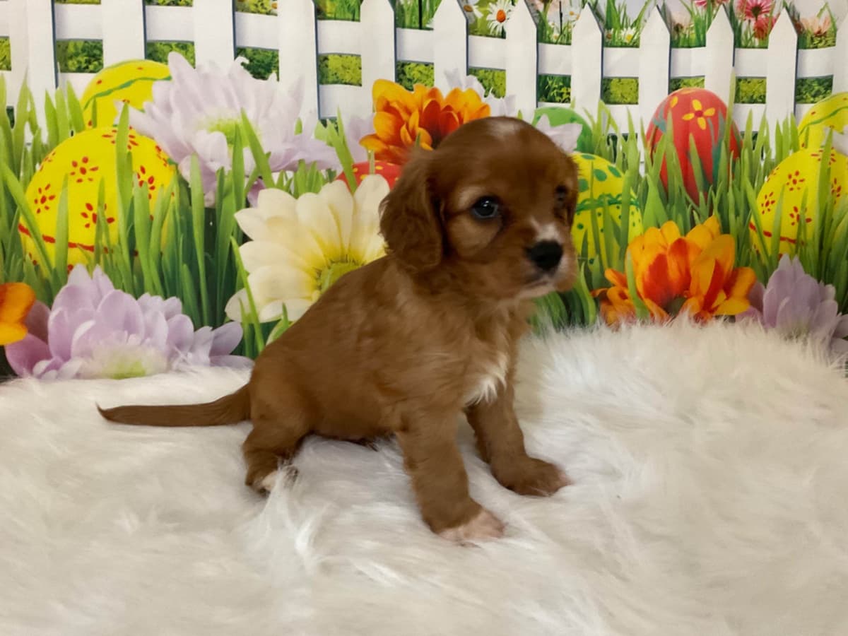 Cavalier King Charles Spaniel Puppies breeder image 6