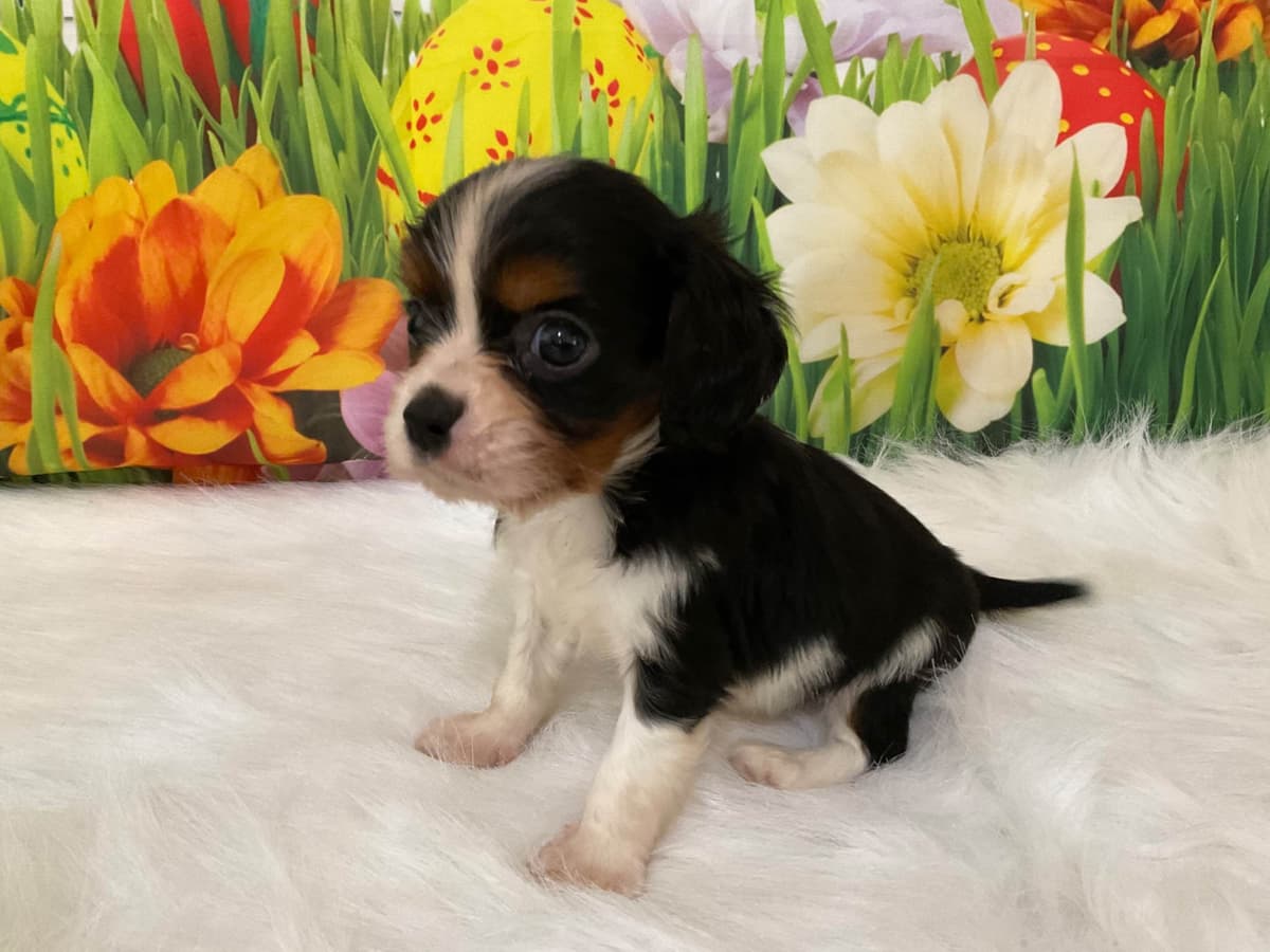 Cavalier King Charles Spaniel Puppies breeder image 7